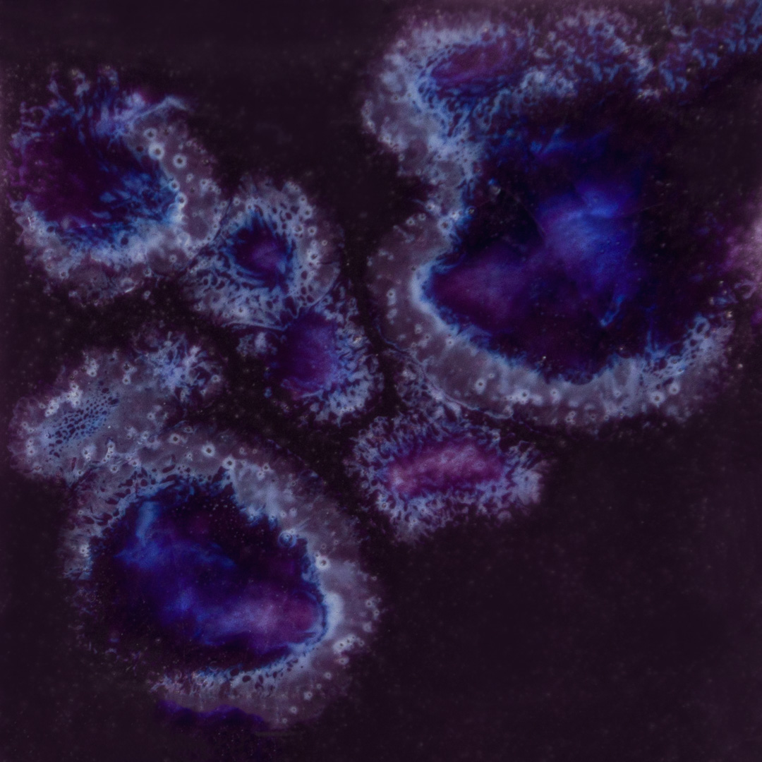 CG-785 Royal Fantasy